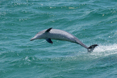 Bottlenose Dolphin (Tursiops truncatus)