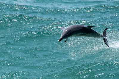 Bottlenose Dolphin (Tursiops truncatus)