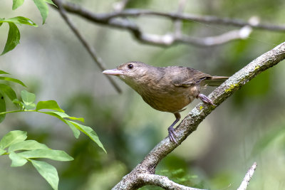 Rufous Shrikethrush (Colluricincla rufogaster)