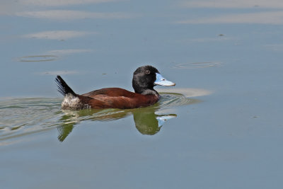 Blue-billed Duck  (Oxyura australis)