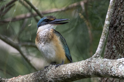 Sacred Kingfisher (Todiramphus sanctus)
