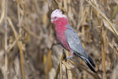 Galah (Eolophus roseicapilla albiceps)