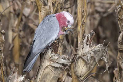 Galah (Eolophus roseicapilla albiceps)