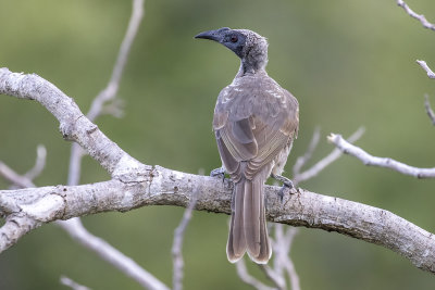 Hornbill Friarbird (Philemon yorki)