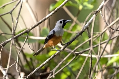 Black-winged Monarch (Monarcha frater canescens)