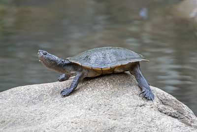 Freshwater Turtles (Chelidae)