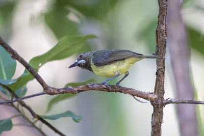 Fairy Gerygone (Gerygone palpebrosa personata)