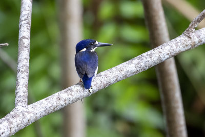 Little Kingfisher (Ceyx pusilla halli)