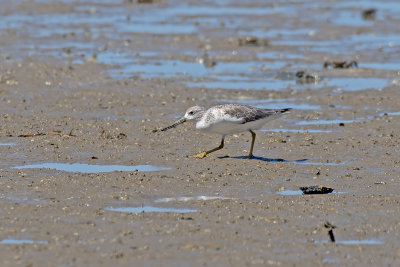 Nordmann's Greenshank (Tringa guttifer)