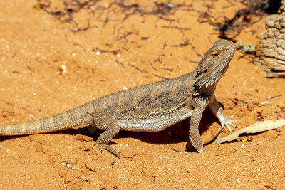 Central Bearded Dragon (Pogona vitticeps)