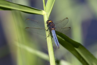 Black-headed Skimmer (Crocothemis nigrifrons)