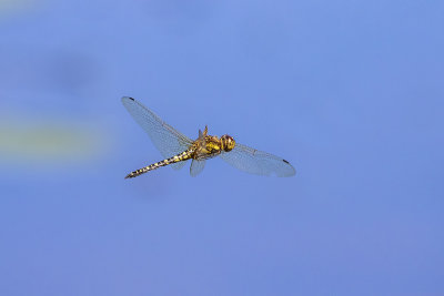 Water Prince (Hydrobasileus brevistylus)
