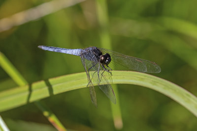 Black-headed Skimmer (Crocothemis nigrifrons)