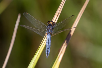 Black-headed Skimmer (Crocothemis nigrifrons)
