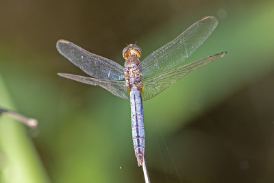 Black-headed Skimmer (Crocothemis nigrifrons)