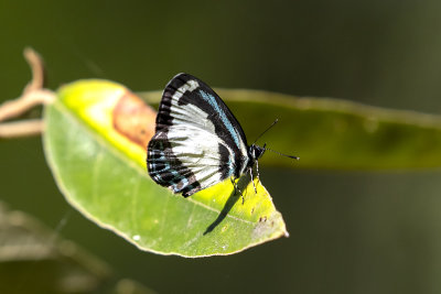 Small Green-banded Blue (Psychonotis caelius)
