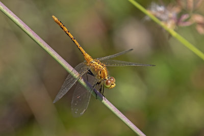 Wandering Percher (Diplacodes bipunctata)