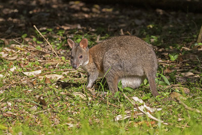 Red-necked Pademelon  (Thylogale thetis)