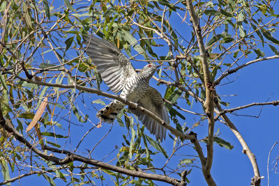 Little Bronze Cuckoo (Chrysococcyx minutillus barnadi)