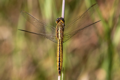 Black-headed Skimmer (Crocothemis nigrifrons)