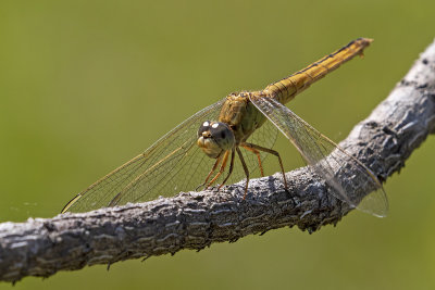 Black-headed Skimmer (Crocothemis nigrifrons)