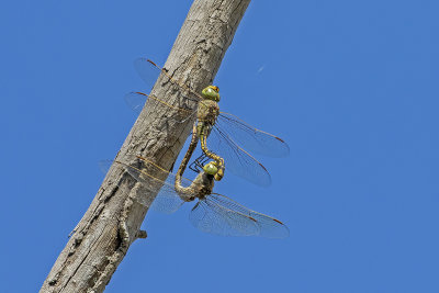 Australian Emperor (Hemianax papuensis)