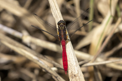 Fiery Skimmer (Orthetrum villosovittatum)