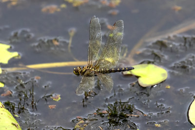 Water Prince (Hydrobasileus brevistylus)