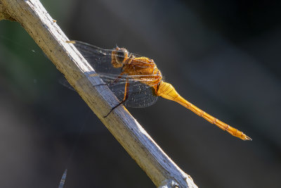 Fiery Skimmer (Orthetrum villosovittatum)