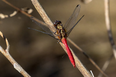 Fiery Skimmer (Orthetrum villosovittatum)