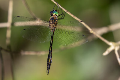 Fat-bellied Emerald (Hemicordulia continentalis)