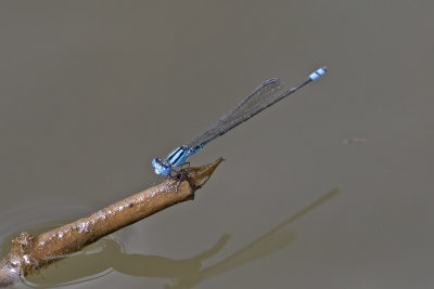Blue Riverdamsel (Pseudagrion microcephalum)