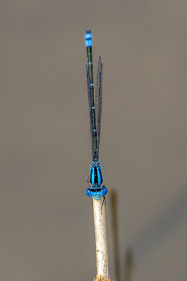 Blue Riverdamsel (Pseudagrion microcephalum)