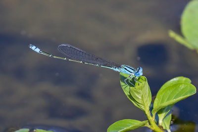 Blue Riverdamsel (Pseudagrion microcephalum)