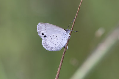 Small Dusky-blue (Candalides erinus)