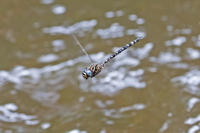 Inland Darner (Austroaeschna pinheyi)