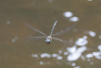 Inland Darner (Austroaeschna pinheyi)