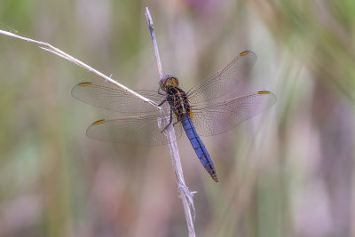 Black-headed Skimmer (Crocothemis nigrifrons)