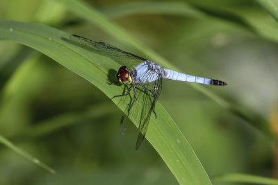 Palemouth (Brachydiplax denticauda)