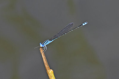 Blue Riverdamsel (Pseudagrion microcephalum)