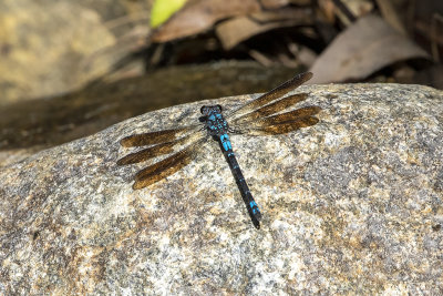 Sapphire Rockmaster (Diphlebia coerulescens)