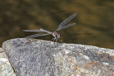 Sapphire Rockmaster (Diphlebia coerulescens)