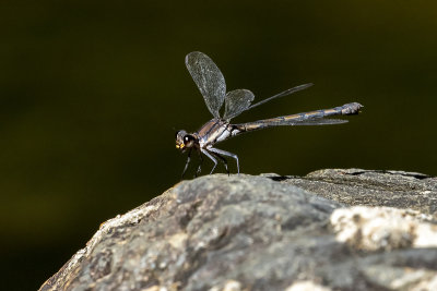 Sapphire Rockmaster (Diphlebia coerulescens)