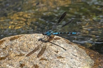 Sapphire Rockmaster (Diphlebia coerulescens)