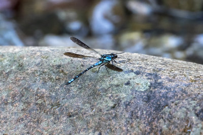 Sapphire Rockmaster (Diphlebia coerulescens)