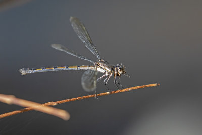 Sapphire Rockmaster (Diphlebia coerulescens)