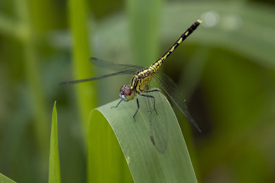 Chalky Percher (Diplacodes trivialis)