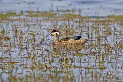 Hottentot Teal