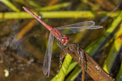 Wandering Percher (Diplacodes bipunctata)