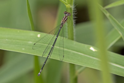 Blue Riverdamsel (Pseudagrion microcephalum)
